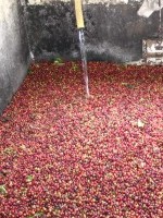 coffee cherries initial washing